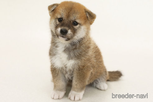 販売中の神奈川県の柴犬-382703の3枚目
